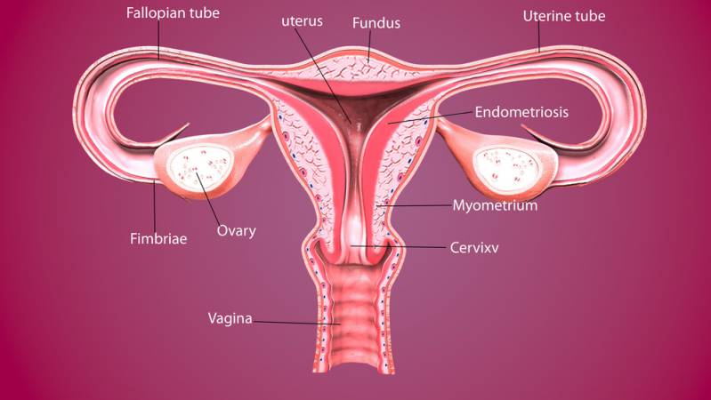 Female reproductive system - cervix shown